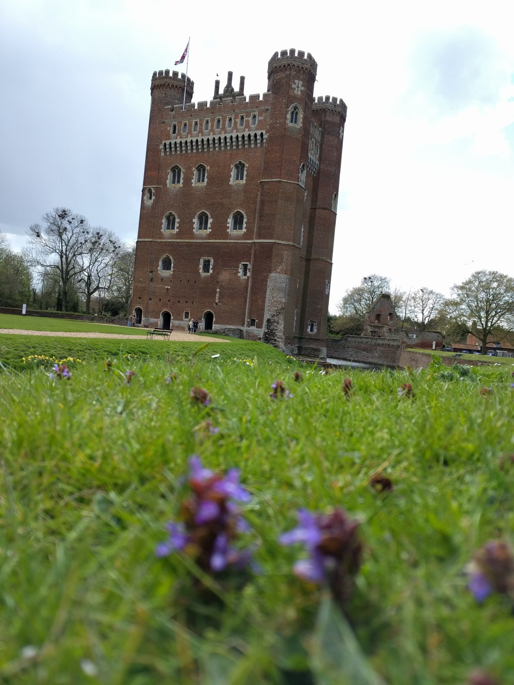 Little purple flowers