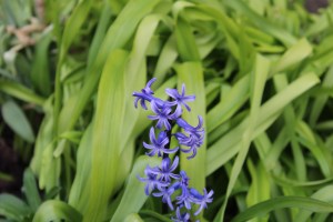 Purple Flowers Single Stem